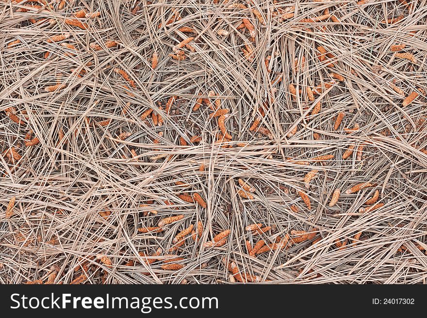 Background texture of dry pines in garden