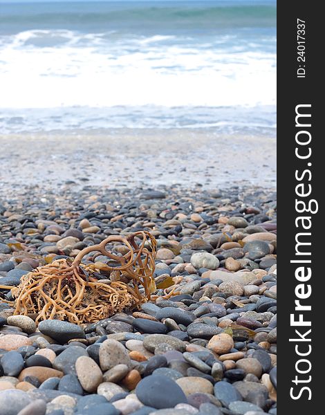 Beach concept, stones and coral