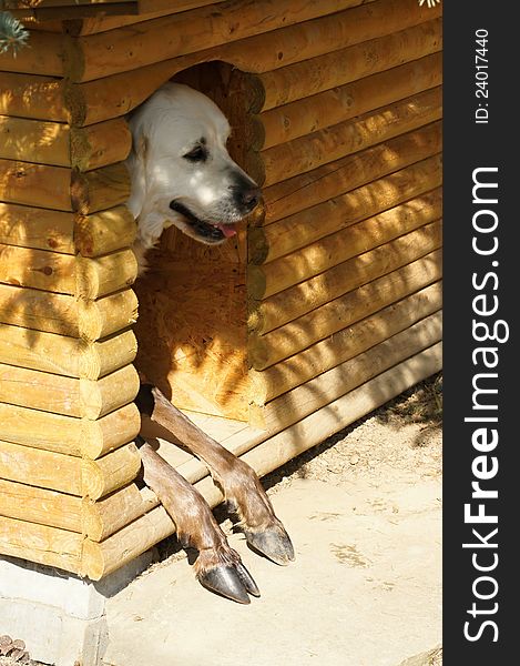 Pair of animals in dog kennel