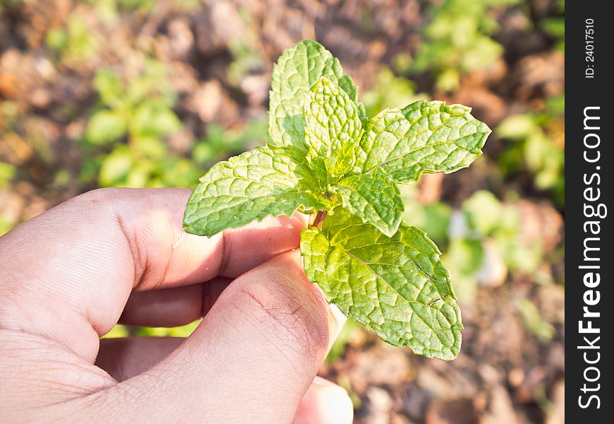 This is a Lemon balm in hand have a ground background
