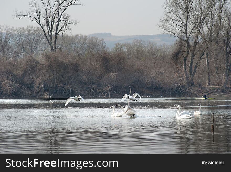 Swans fly over the lake