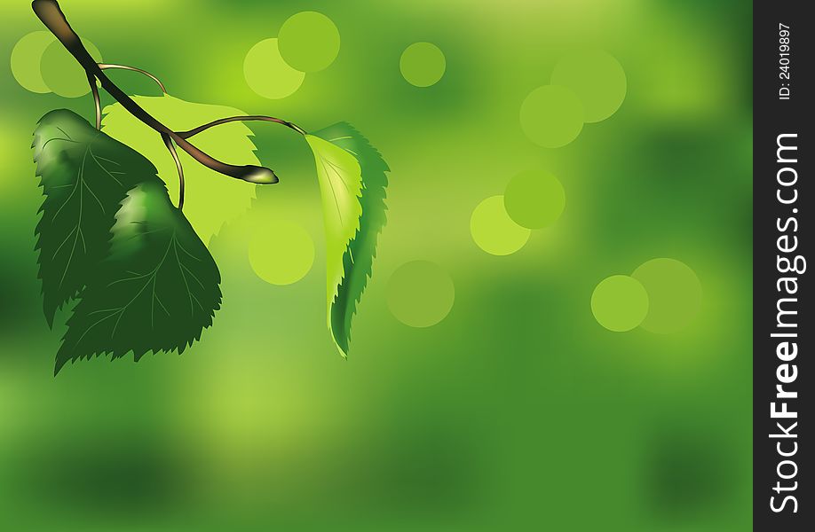 Birch branch on a green background. Vector image