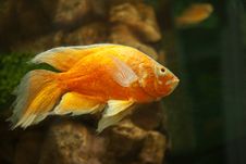 Golden Fish In Aquarium Royalty Free Stock Images Golden Fish In Aquarium Royalty Free Stock Images
