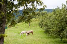 Two Horses Grazing Near An Apple Orchard. Stock Photo Two Horses Grazing Near An Apple Orchard. Stock Photo