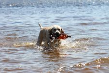 Dog Playing In Water Royalty Free Stock Photos Dog Playing In Water Royalty Free Stock Photos