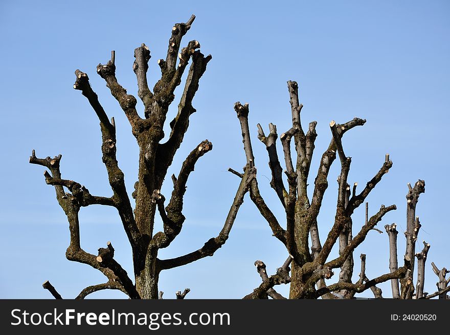 Cutted tree branches, blue sky background