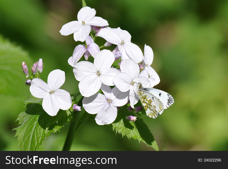 White butterfly, Pieris rapae