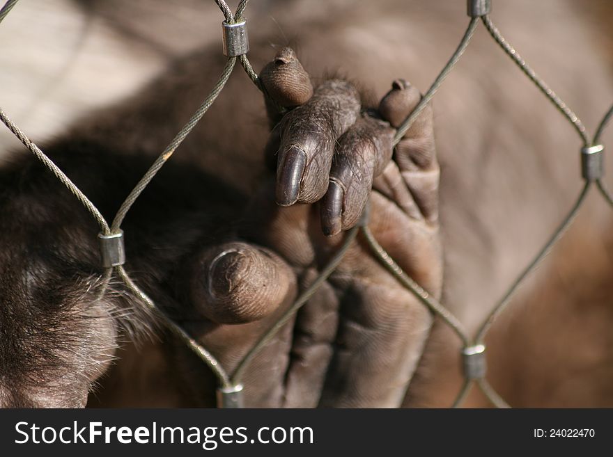 A monkey hand holding a fence