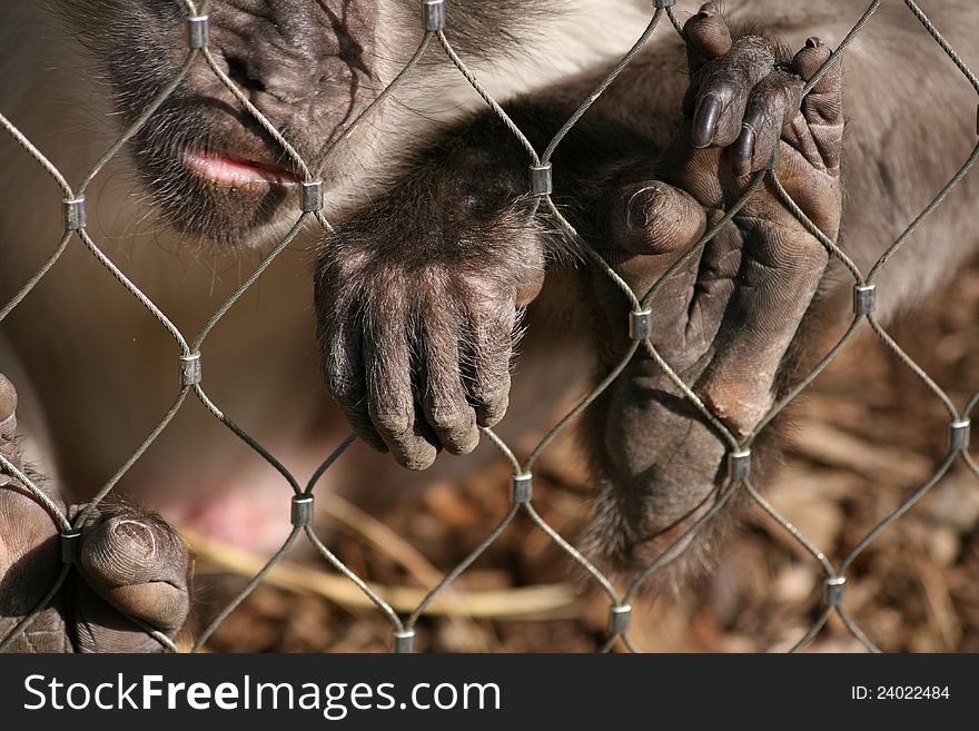 A monkey  holding a fence