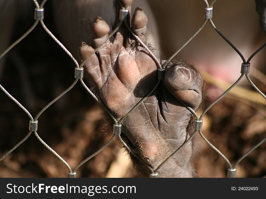 A monkey hand holding a fence