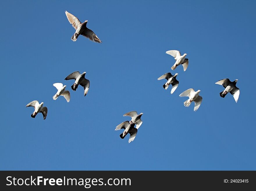 A flock of pigeons flying free overhead. A flock of pigeons flying free overhead