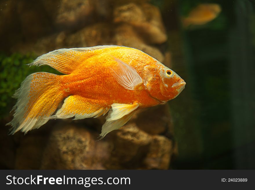 Image of a golden fish in aquarium