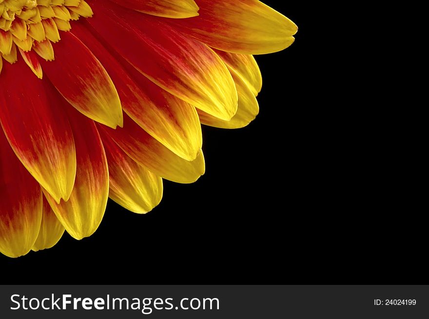 Gerber flower with black background