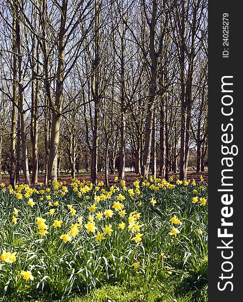 View of yellow Dafadils in full bloom in a wood land setting. View of yellow Dafadils in full bloom in a wood land setting.