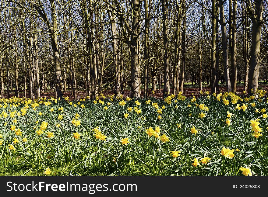 View of yellow Daffodils in full bloom in a woodland setting. View of yellow Daffodils in full bloom in a woodland setting.