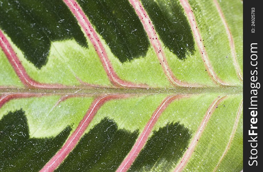 Leaf texture - close up
