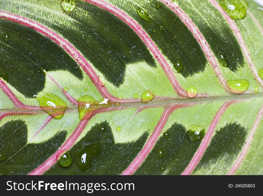 Close up on a colored leaf with water drops. Close up on a colored leaf with water drops