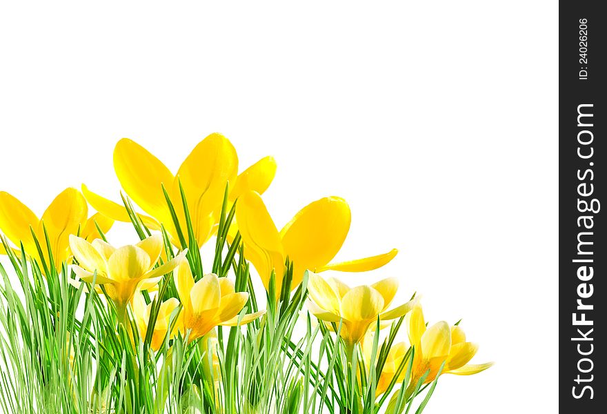 Yellow crocuses in the grass on a white background