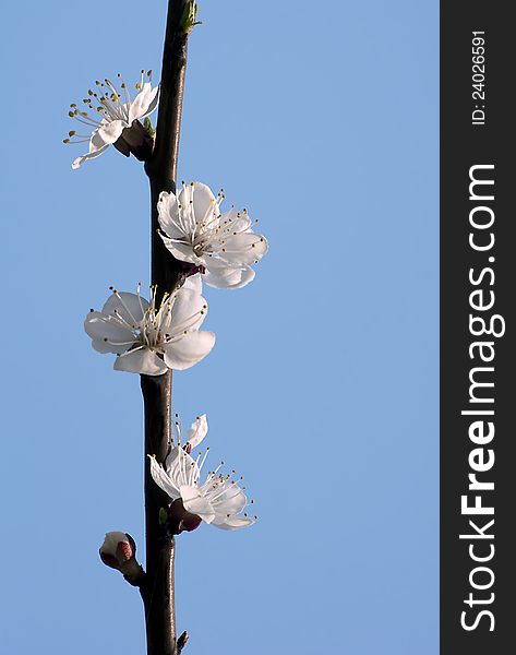 Cherry blossom opposite blue sky