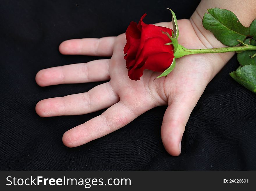On children's hands is a red rose. On children's hands is a red rose.