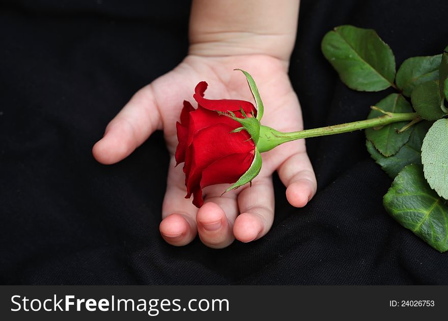 On children's hands is a red rose. On children's hands is a red rose.