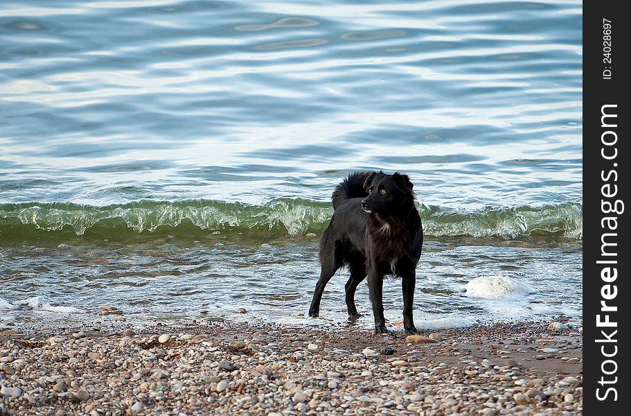 Black dog near a water. Black dog near a water