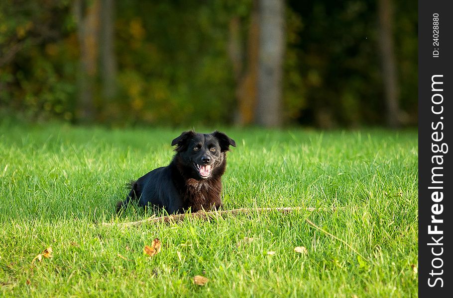 Black dog on grass in park