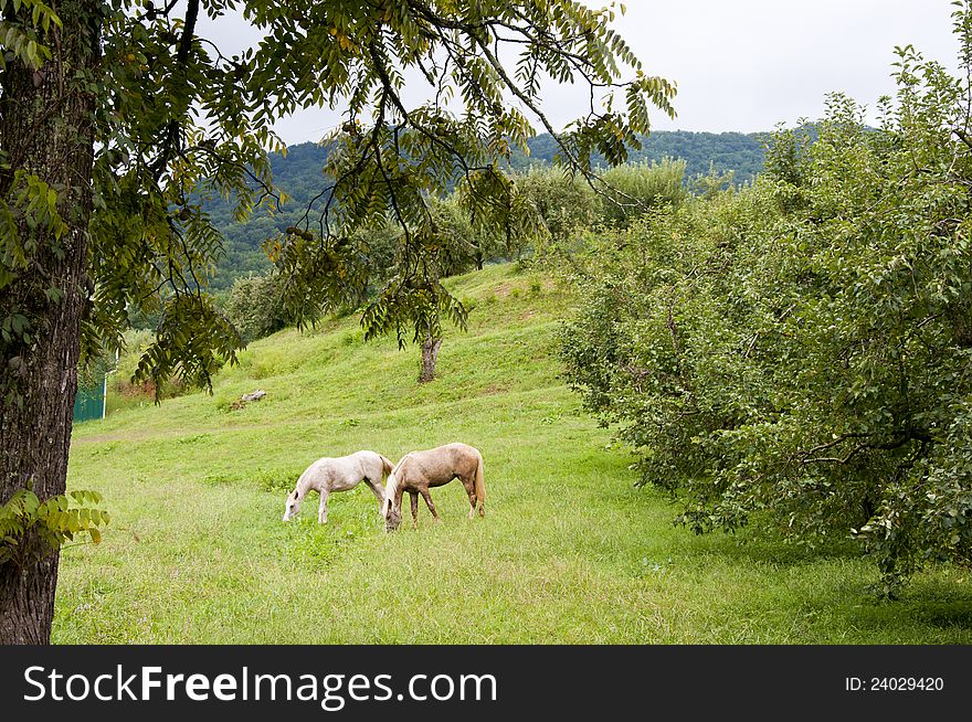 Two horses are grazing near an apple orchard.