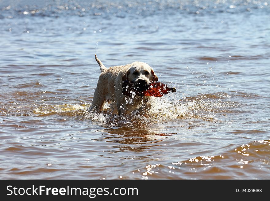 Labrador retriever carrying plastic bottle in water. Labrador retriever carrying plastic bottle in water