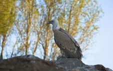 Gyps Fulvus II Royalty Free Stock Images Gyps Fulvus II Royalty Free Stock Images