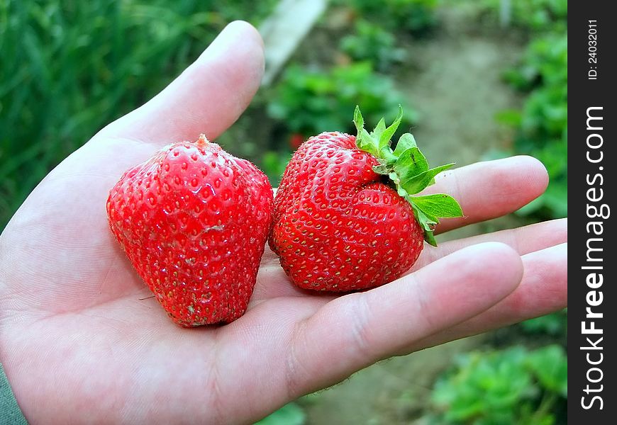 Strawberry In Hand