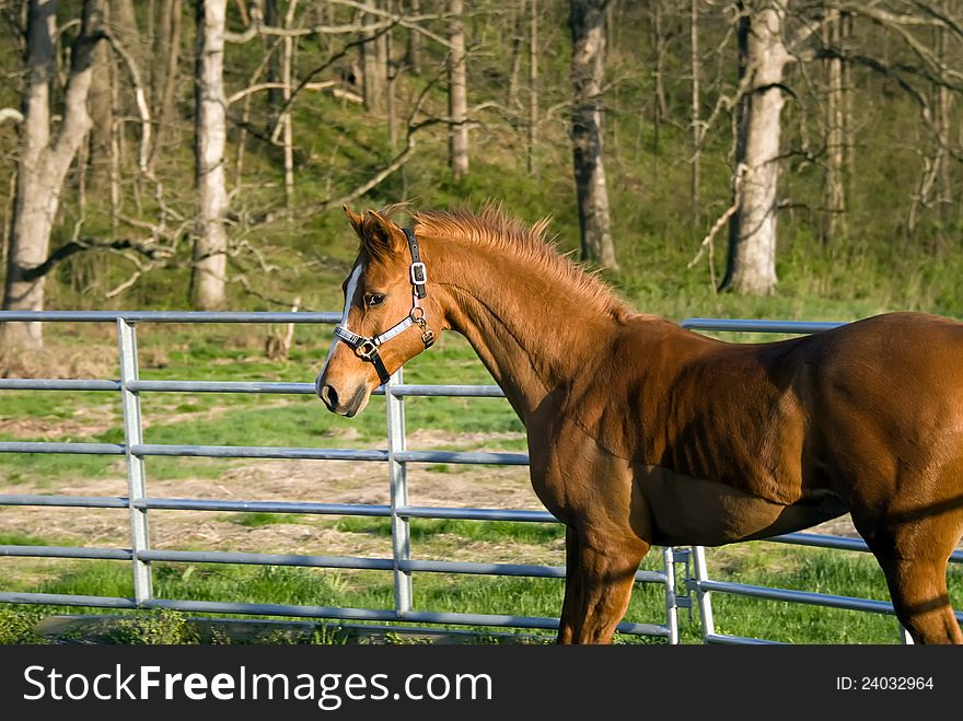 Arabian American Saddlebred mixed horse standing in round pen. Arabian American Saddlebred mixed horse standing in round pen.