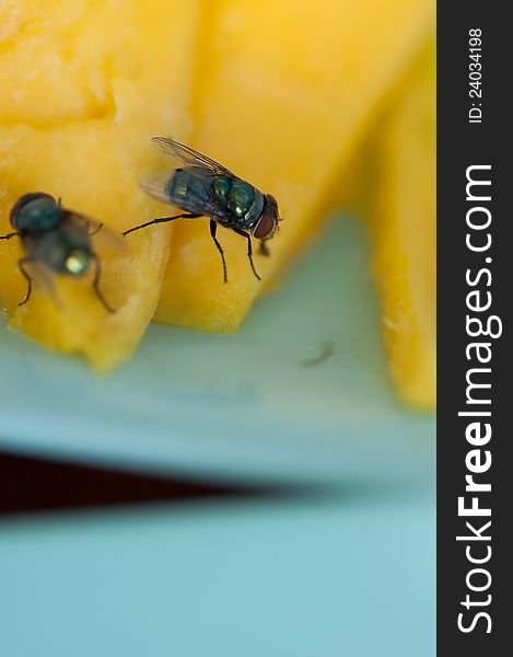 Green fly on yellow mango