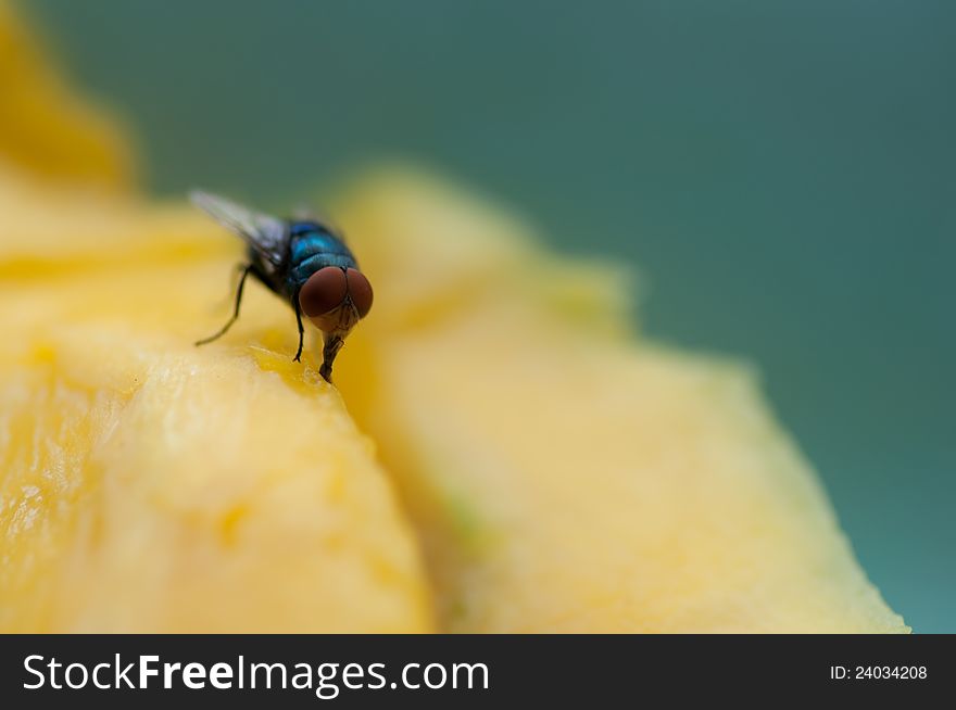 Green fly on yellow mango