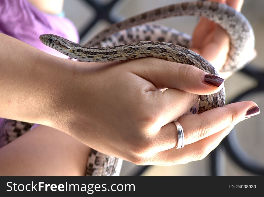 Corn Snake In Hands