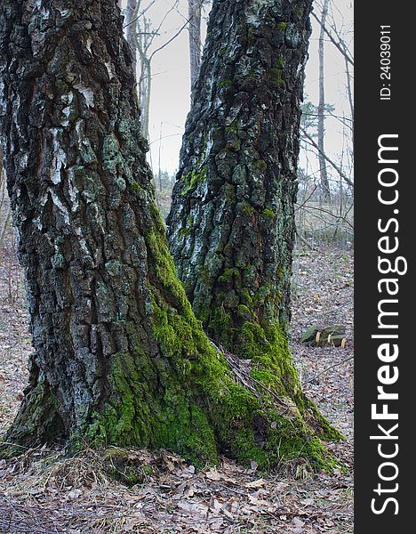 Green Moss On The Trunks Of Birch Tree