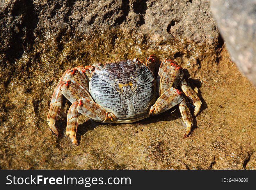 Live crabs on the shore of the Red Sea
