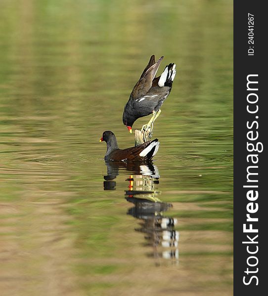 A moorhen on a post on water. A moorhen on a post on water.