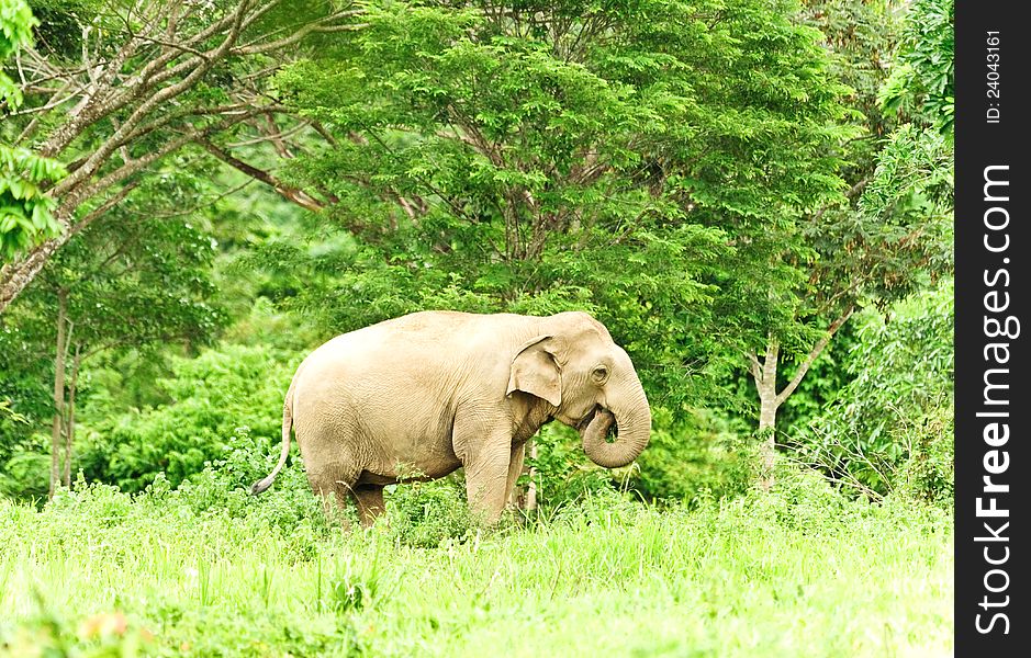 Asian elephant  in wild,Kui Buri National Park,Thailand