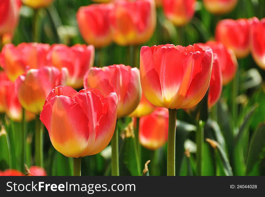 Red tulips, taken in ShiXiang Lake Park, ChengDu,China