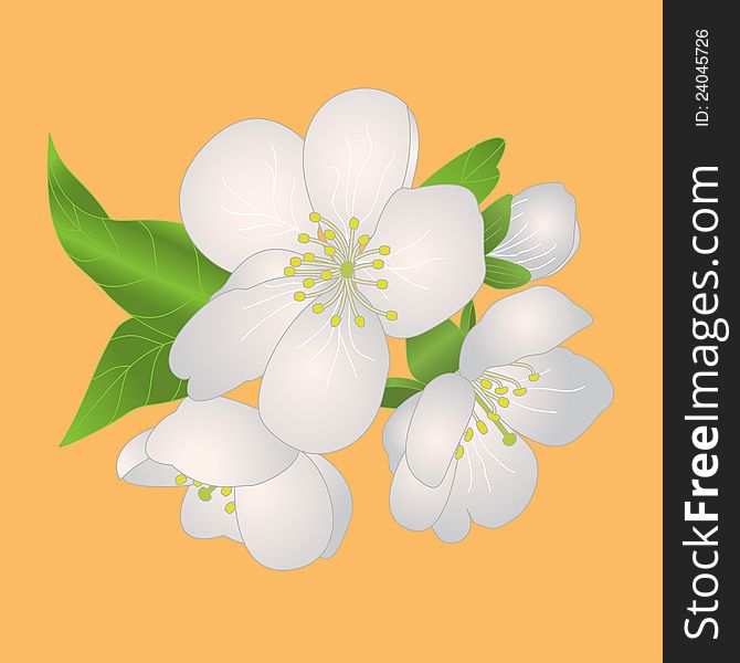 Cherry Blossom. Vector Illustration