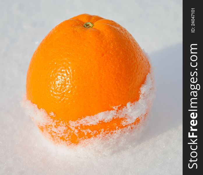 Citrus Orange In White Snow And With Sun Light