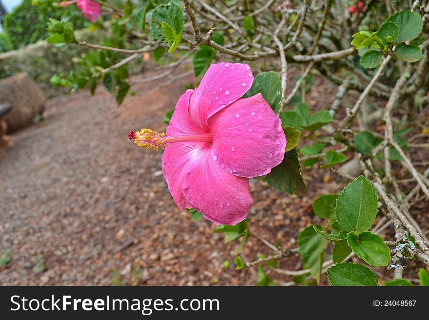 A pink hibiscus flower in a sweet garden with rain drop on petal