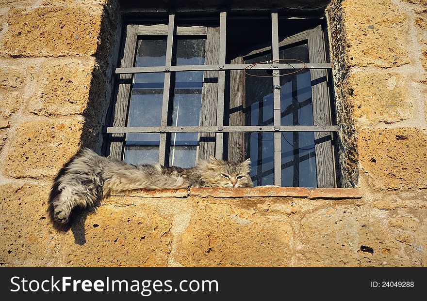 A gray cat lying on the window