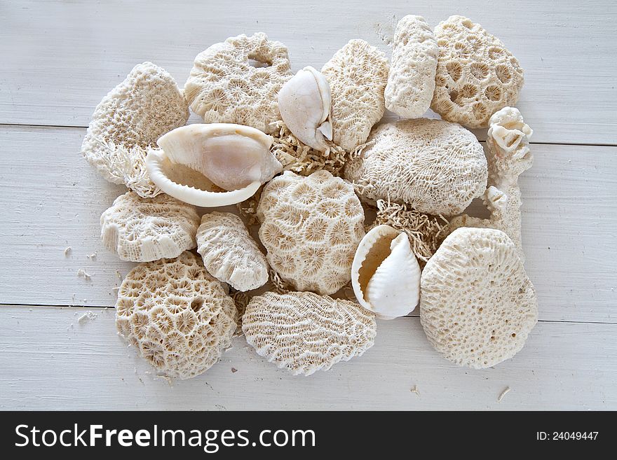 Collection of shells and coral on whitewashed wood