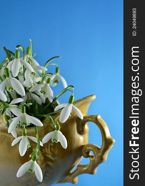Snowdrops in a retro vase with blue background