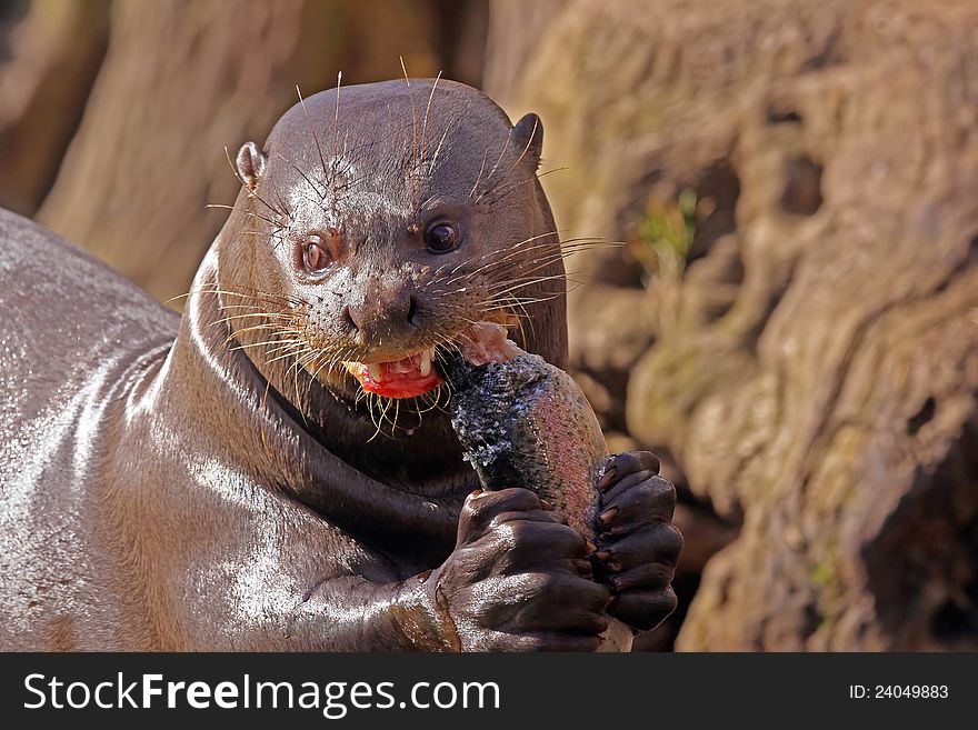 Giant Otter