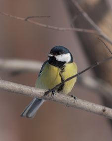 Titmouse Portrait Stock Photo