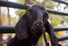 Cute Black Goat Stock Photo