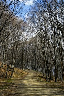 Summer Forest. Summer Forest. Royalty Free Stock Photography Summer Forest. Summer Forest. Royalty Free Stock Photography